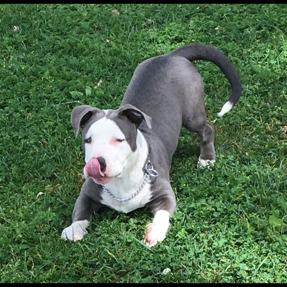 Meet your Posher, Marlo - Picture 3 of 5